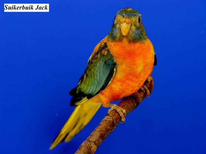 spl-opaline-verte-ventre-dos-rouge-femelle-opaline-green-roodbuik-hen-from-suikerbuik-jack3.jpg