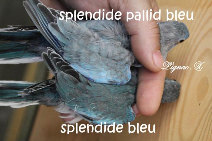 spl-pallid-bleu-bleu-comparaison.jpg