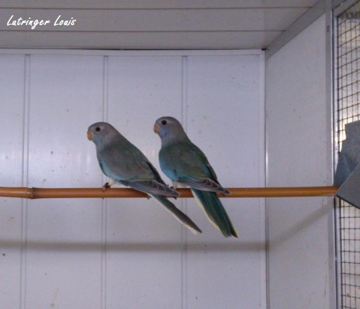 spl-pallid-turquoise-femelle-2.jpg
