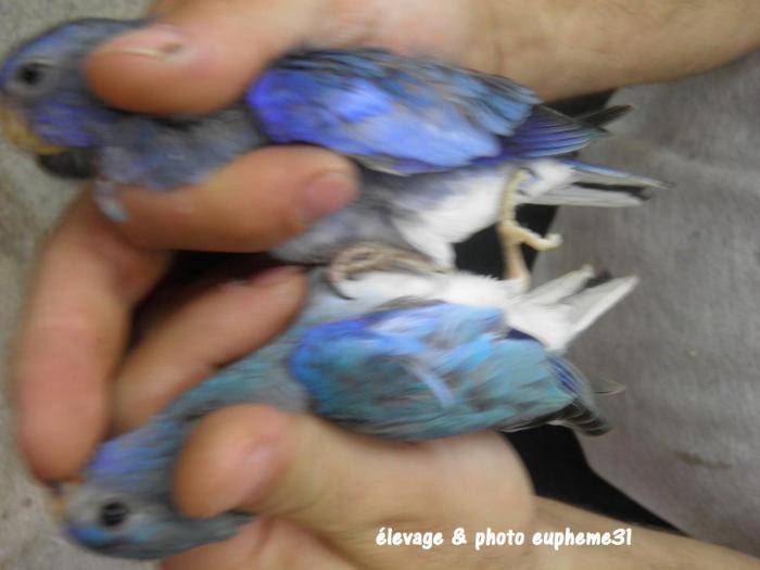 spl-violet-bleu-bleu-comparaison-3.jpg