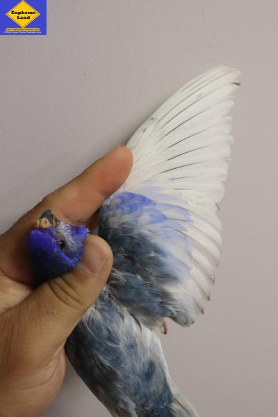Splendide bleu sf violet sf edge