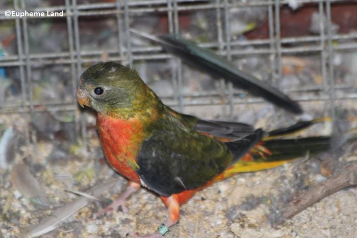 Turq dd opaline red belly 0 1