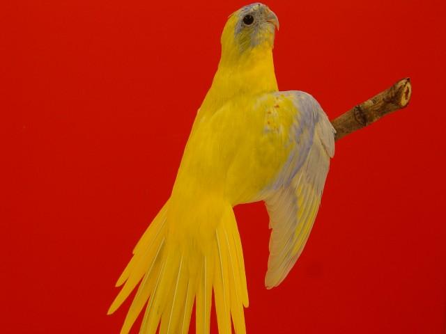 turq-dilue-opaline-sff-male-1.jpg