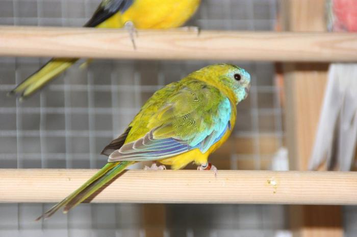 turq-male-opaline-cinnamon.jpg