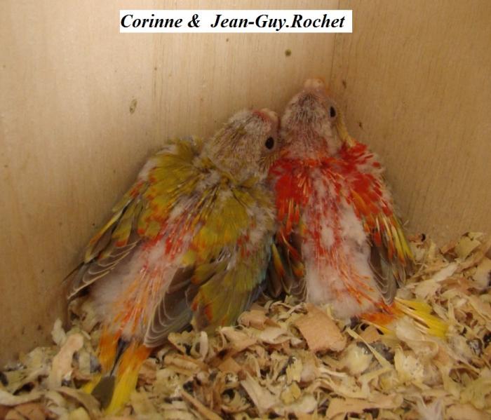 turq-opaline-cinnamon-pvr-male-a-gauche-bebe-cinnamon-opaline-red-belly-man-on-the-left-baby.jpg