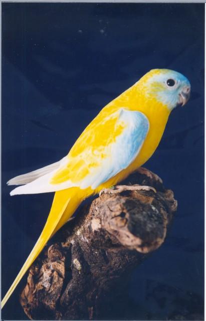 turq-opaline-dilue-male.jpg