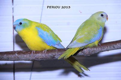 turq-opaline-dilue-sff-male-un-jeune.jpg