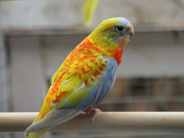 turq-opaline-dilute-d-red-belly-man-opaline-dilue-simple-facteur-fonce-pvr-male.jpg