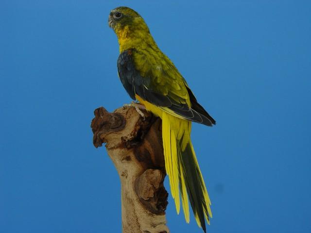 turq-opaline-p-v-jaune-dff-male.jpg