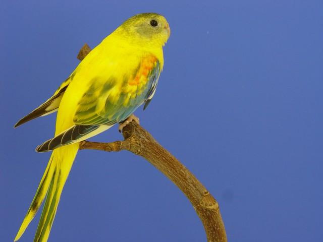 turq-opaline-p-v-jaune-sff-femelle.jpg