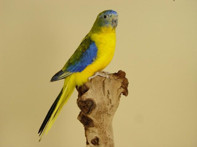 turq-opaline-p-v-jaune-sff-male-1.jpg