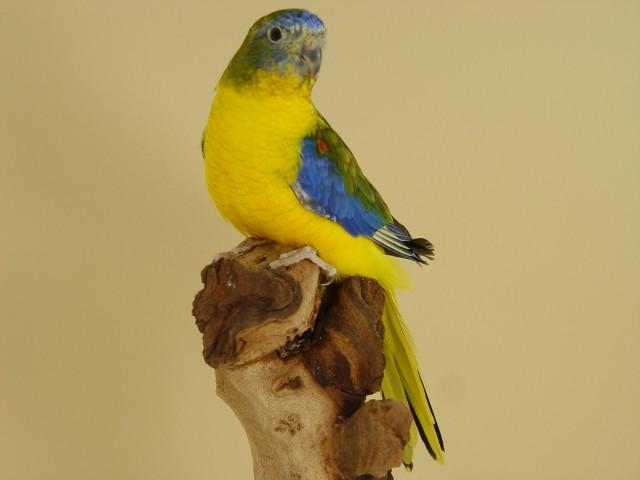 turq-opaline-p-v-jaune-sff-male.jpg