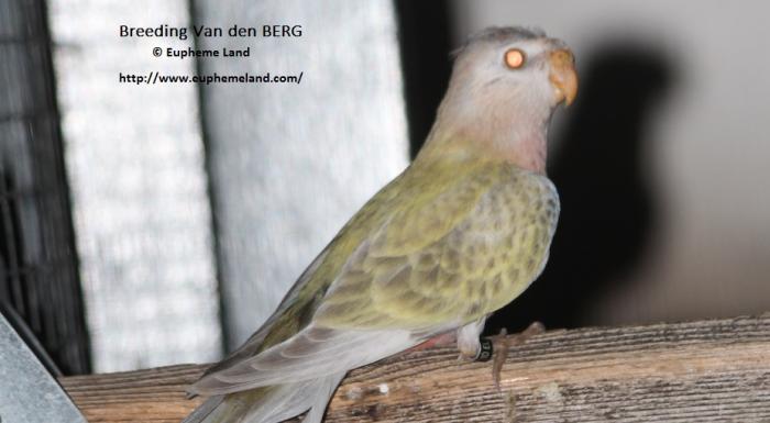 Breeding Van den berg