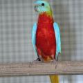 1/0 D opaline dilue