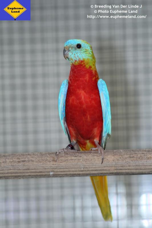 1/0 D opaline dilue