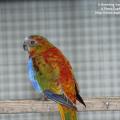 1/0 opaline cinnamon