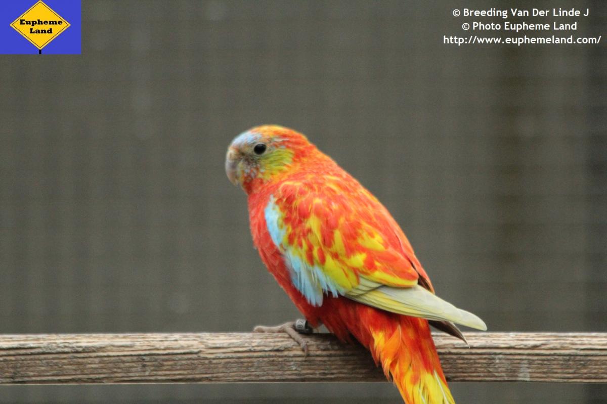 1/0 opaline dilue poitrine ventre dos rouge